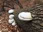 Bükkfa-tapló (Fomes fomentarius), Vértes